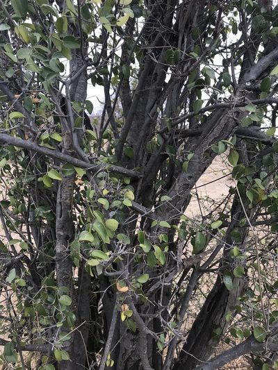 Strychnos decussata, photographed by rosshawkins