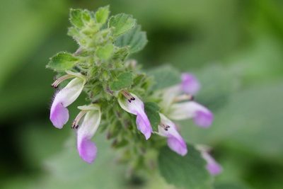 Anisomeles indica, photographed by Agnes Trekker