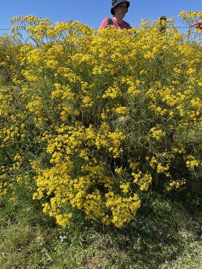 Senecio brasiliensis, photographed by Gabriel Laufer