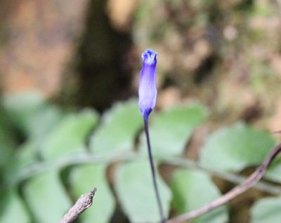 Burmannia wallichii, photographed by Agnes Trekker