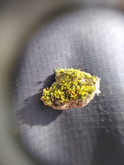 Microbryum rectum, photographed by Thom Starnes