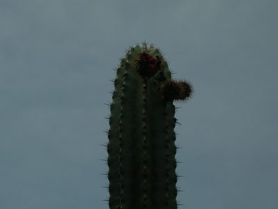Stenocereus laevigatus, photographed by Neptalí Ramírez Marcial