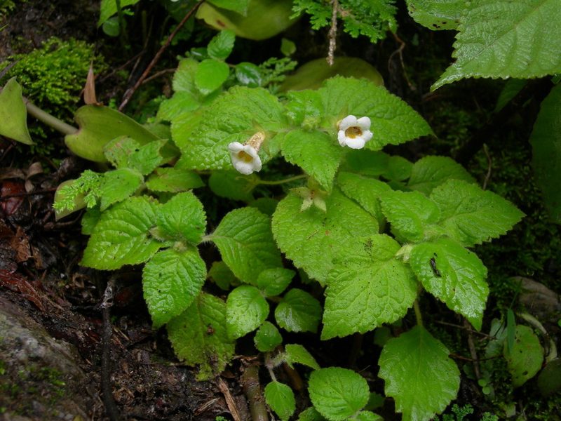 Achimenes warszewicziana, photographed by Neptalí Ramírez Marcial