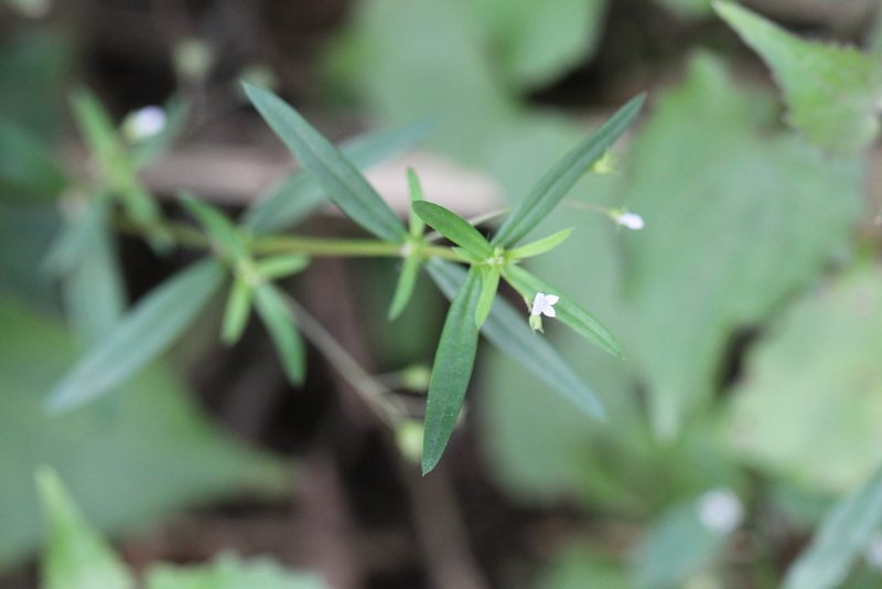 Scleromitrion diffusum, photographed by Agnes Trekker