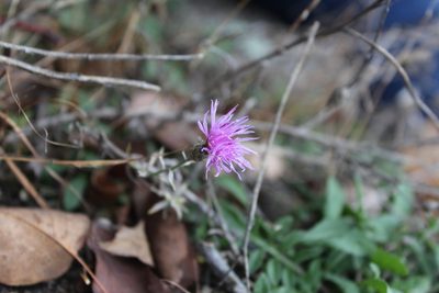 Centaurea nigrescens, photographed by Michelle Norcéide