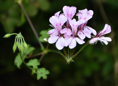 Pelargonium peltatum, photographed by Andrew Gillespie