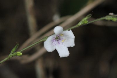 Codonacanthus pauciflorus, photographed by Agnes Trekker