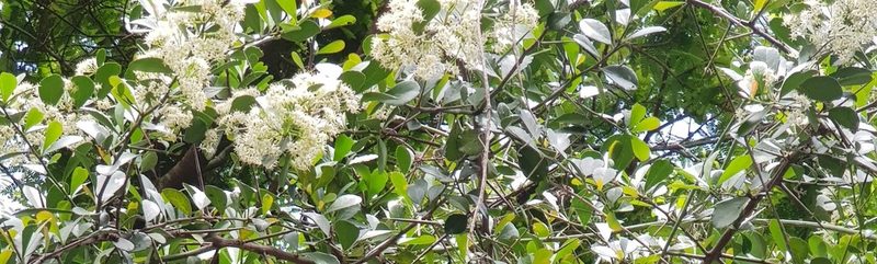 Gymnosporia nemorosa, photographed by Margaret Burger
