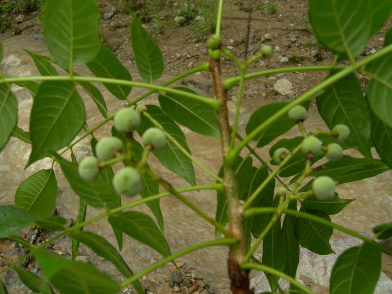 Trichilia martiana, photographed by Neptalí Ramírez Marcial