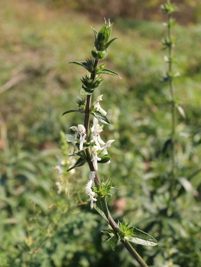Stachys atherocalyx, photographed by Юрий Данилевский (Yuriy Danilevsky)