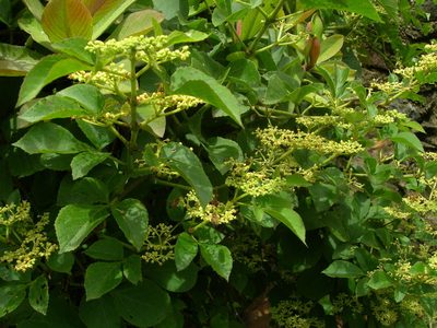 Cissus microcarpa, photographed by Neptalí Ramírez Marcial