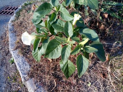 Datura innoxia, photographed by Michal Honskus