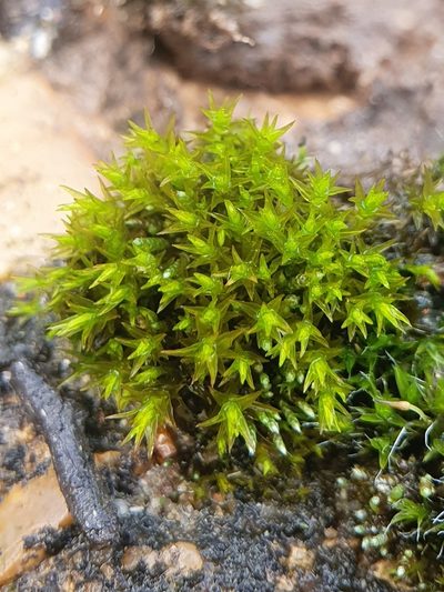 Vinealobryum nicholsonii, photographed by Jonathan Hughes