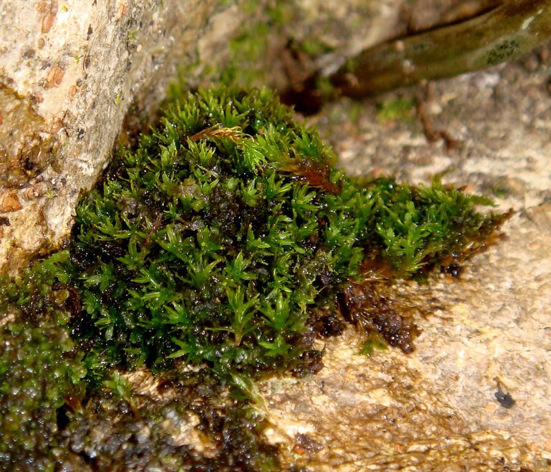 Calymperes tenerum, photographed by Peter de Lange