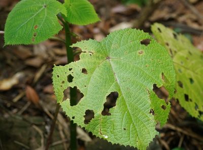 Dendrocnide moroides, photographed by Tim
