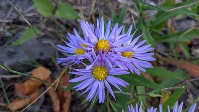 Aster amellus, photographed by Philipp