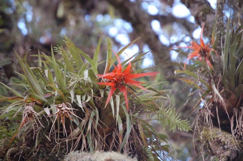 Tillandsia lautneri, photographed by Neptalí Ramírez Marcial
