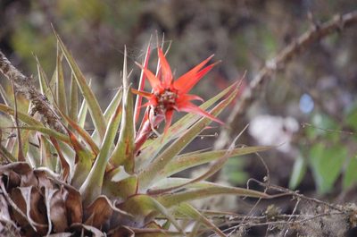 Tillandsia lautneri, photographed by Neptalí Ramírez Marcial