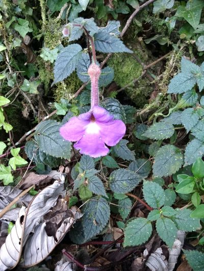 Achimenes grandiflora, photographed by adel-fridus