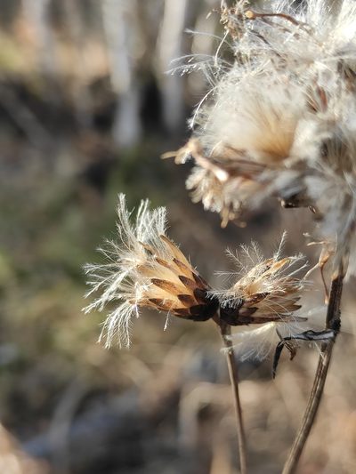Saussurea controversa, photographed by Юлия
