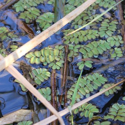 Salvinia natans, photographed by Юрий Данилевский (Yuriy Danilevsky)