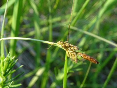 Carex caryophyllea, photographed by Grzegorz Grzejszczak