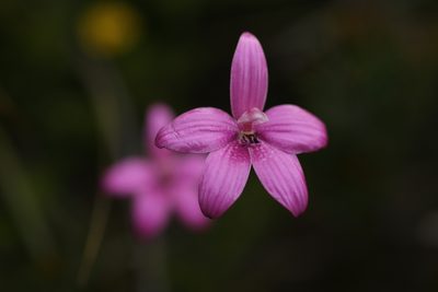 Caladenia emarginata, photographed by Hugo Innes