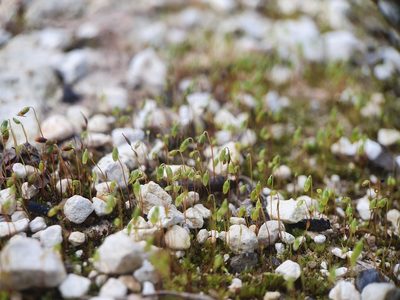 Gemmabryum dichotomum, photographed by Jonathan Hughes