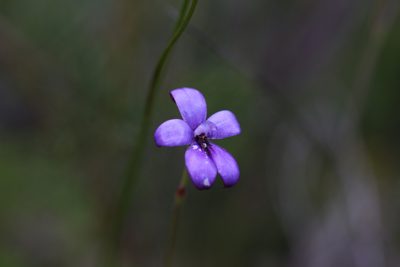 Caladenia brunonis, photographed by Hugo Innes