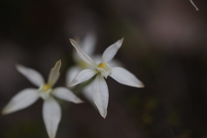 Caladenia marginata, photographed by Hugo Innes