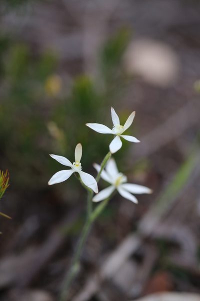Caladenia marginata, photographed by Hugo Innes