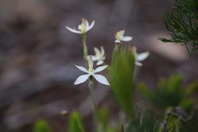 Caladenia marginata, photographed by Hugo Innes