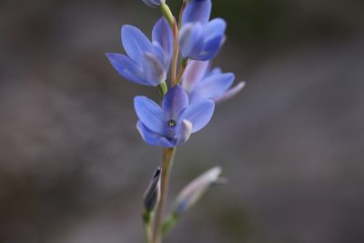 Thelymitra crinita, photographed by Hugo Innes