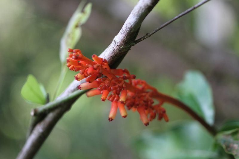 Palicourea calophylla, photographed by Guillaume Delaitre