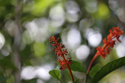 Palicourea calophylla, photographed by Guillaume Delaitre