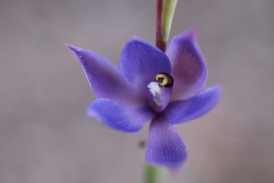 Thelymitra graminea, photographed by Hugo Innes
