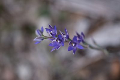 Thelymitra macrophylla, photographed by Hugo Innes