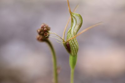 Pterostylis barbata, photographed by Hugo Innes