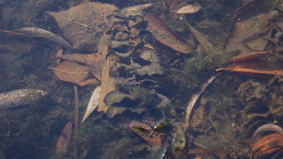 Potamogeton perfoliatus, photographed by Дима Орлов