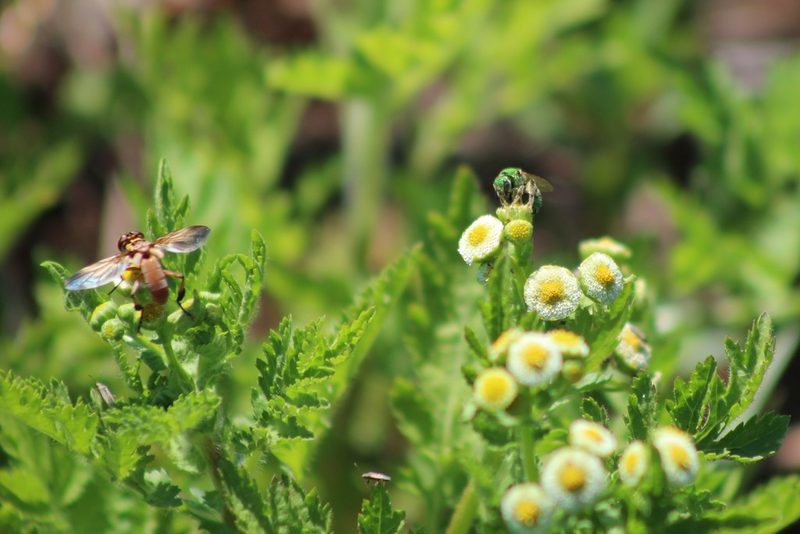 Plagiocheilus tanacetoides, photographed by demianlescano