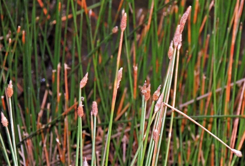 Eleocharis elegans, photographed by Hugo Hulsberg
