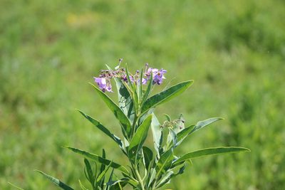 Solanum glaucophyllum, photographed by demianlescano