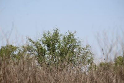 Lycium vimineum, photographed by demianlescano