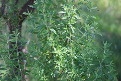 Baccharis dracunculifolia, photographed by demianlescano