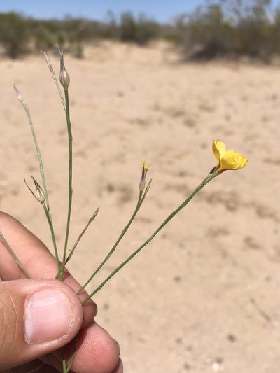 Linum aristatum, photographed by Cecelia Alexander