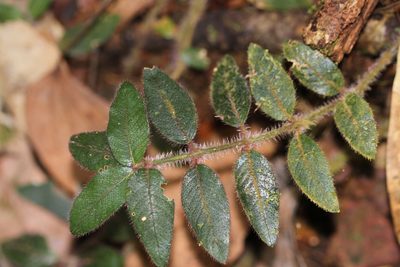 Palicourea debilis, photographed by Guillaume Delaitre