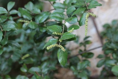 Sageretia thea, photographed by Agnes Trekker