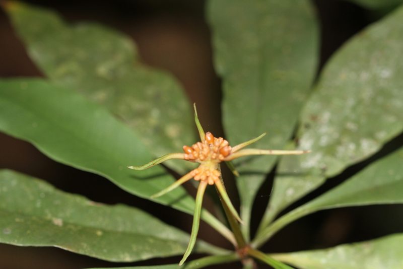 Carapichea ligularis, photographed by Guillaume Delaitre