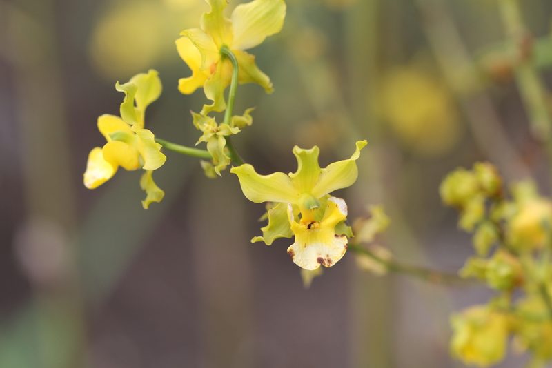 Cyrtopodium andersonii, photographed by Guillaume Delaitre