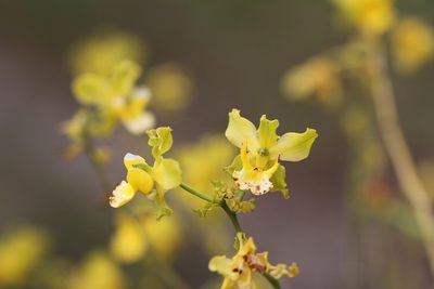 Cyrtopodium andersonii, photographed by Guillaume Delaitre